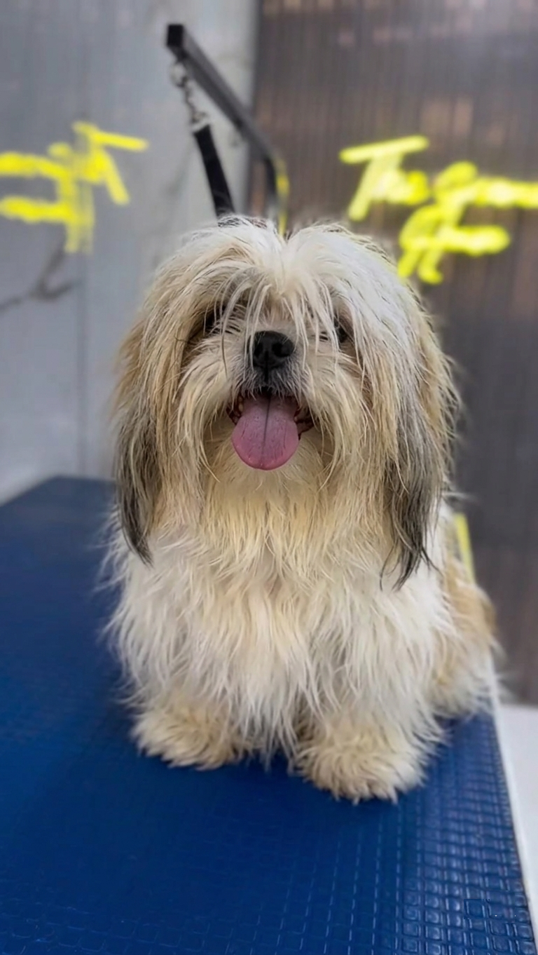 Perro antes del grooming