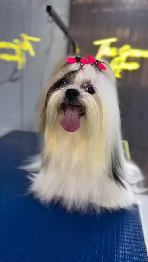Perro después del grooming en The Groomer's House