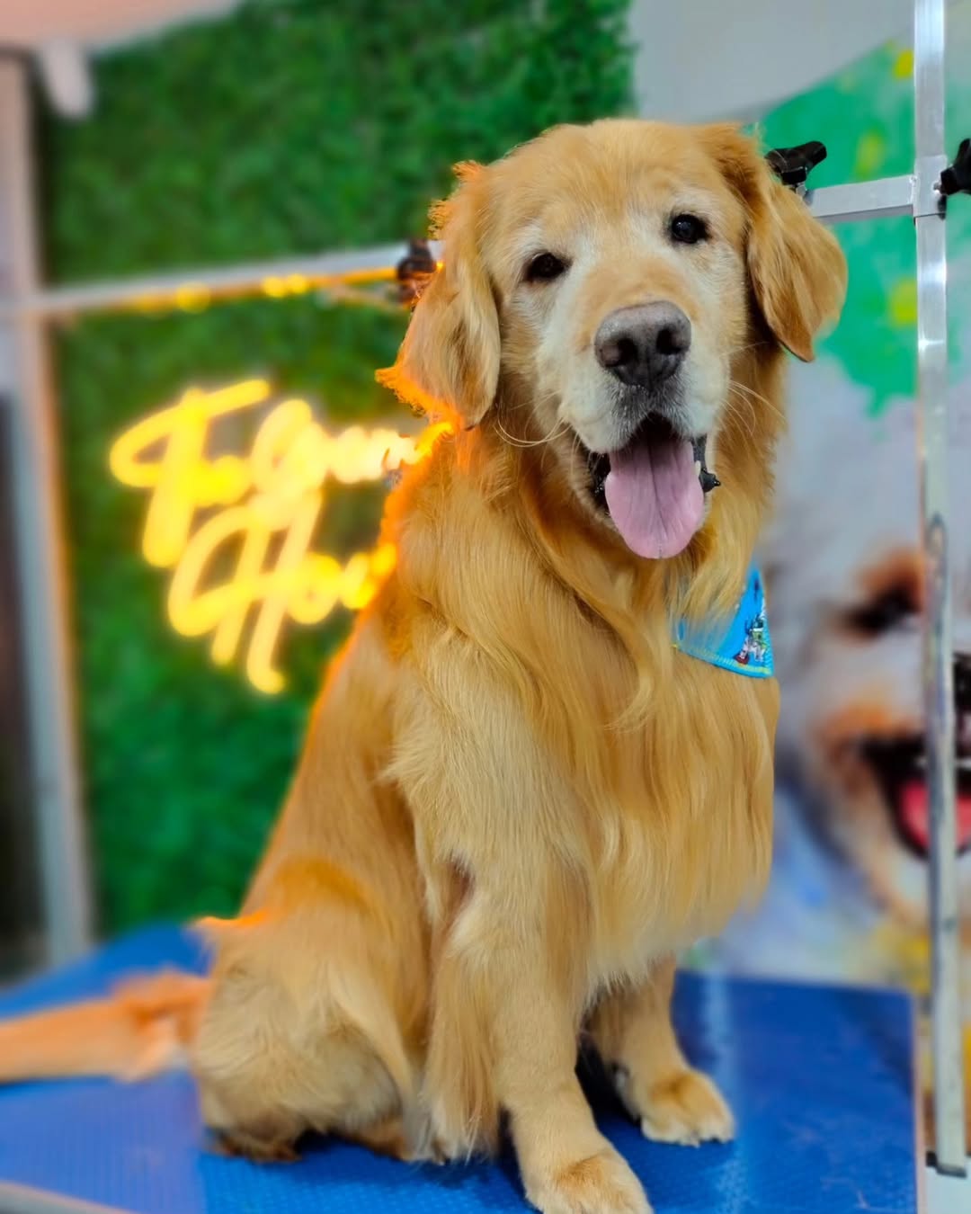 Martín después del grooming