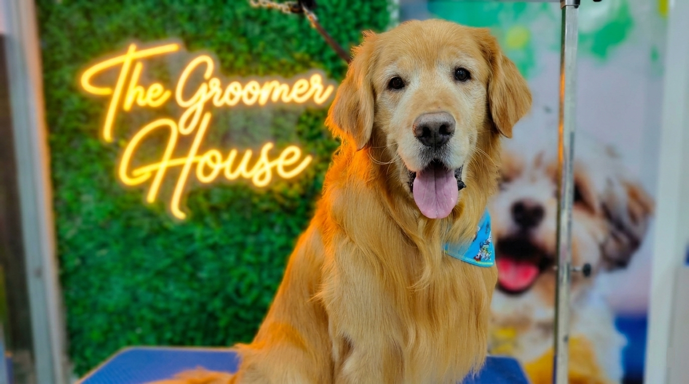 Martín, perro groomed en The Groomer's House Floridablanca