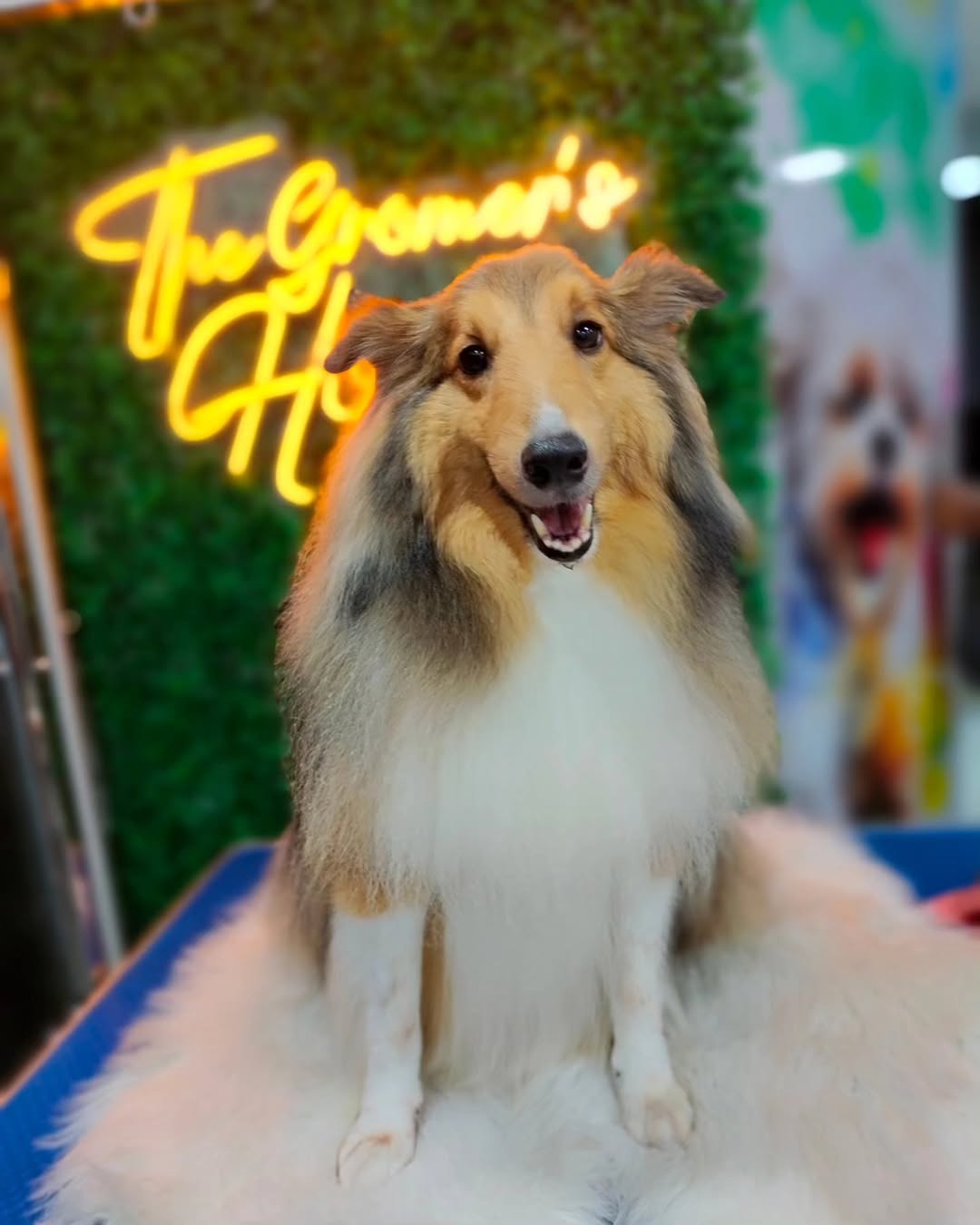 Luca después del grooming