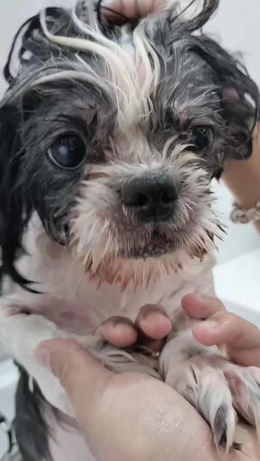 Baño y cuidado para perros en Floridablanca