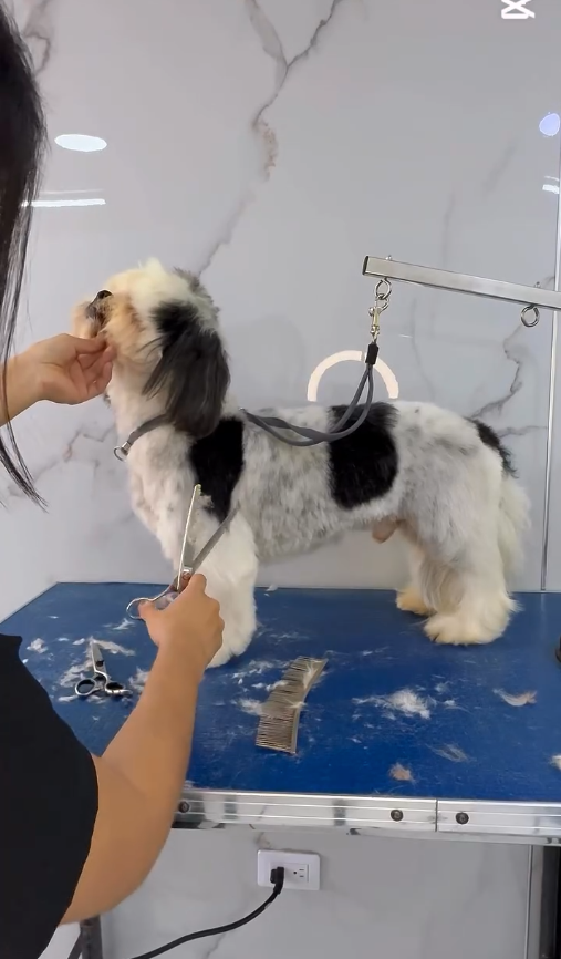 Corte y estilizado canino profesional Floridablanca