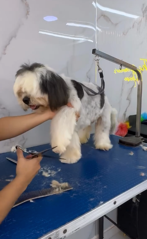 Cuidado de uñas para perros Floridablanca