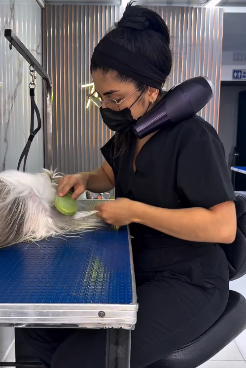 Secado profesional para perros Bucaramanga